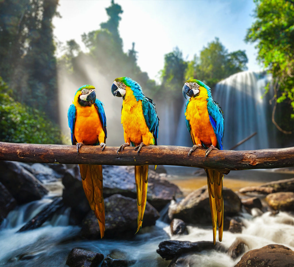 Colourful Parrots Macaws Cotton Canvas Wall Art Picture Print
