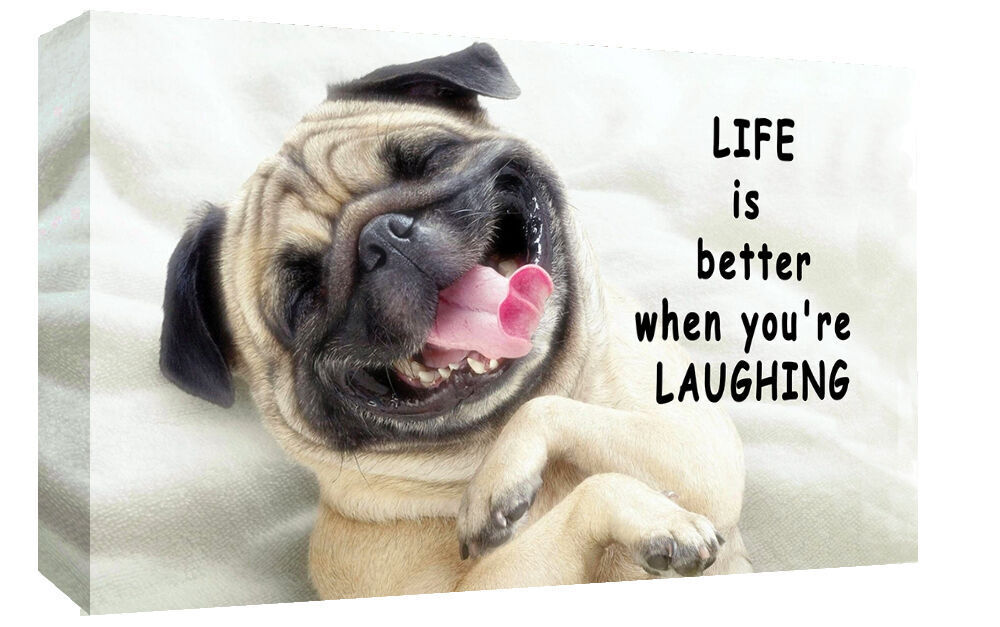 Life is Better Laughing Pug Dog Quote CANVAS WALL ART Picture Print A1, A2