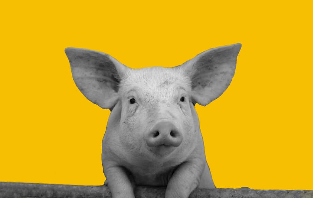 Mustard Yellow Grey Pig Abstract Canvas Wall Art Picture Print