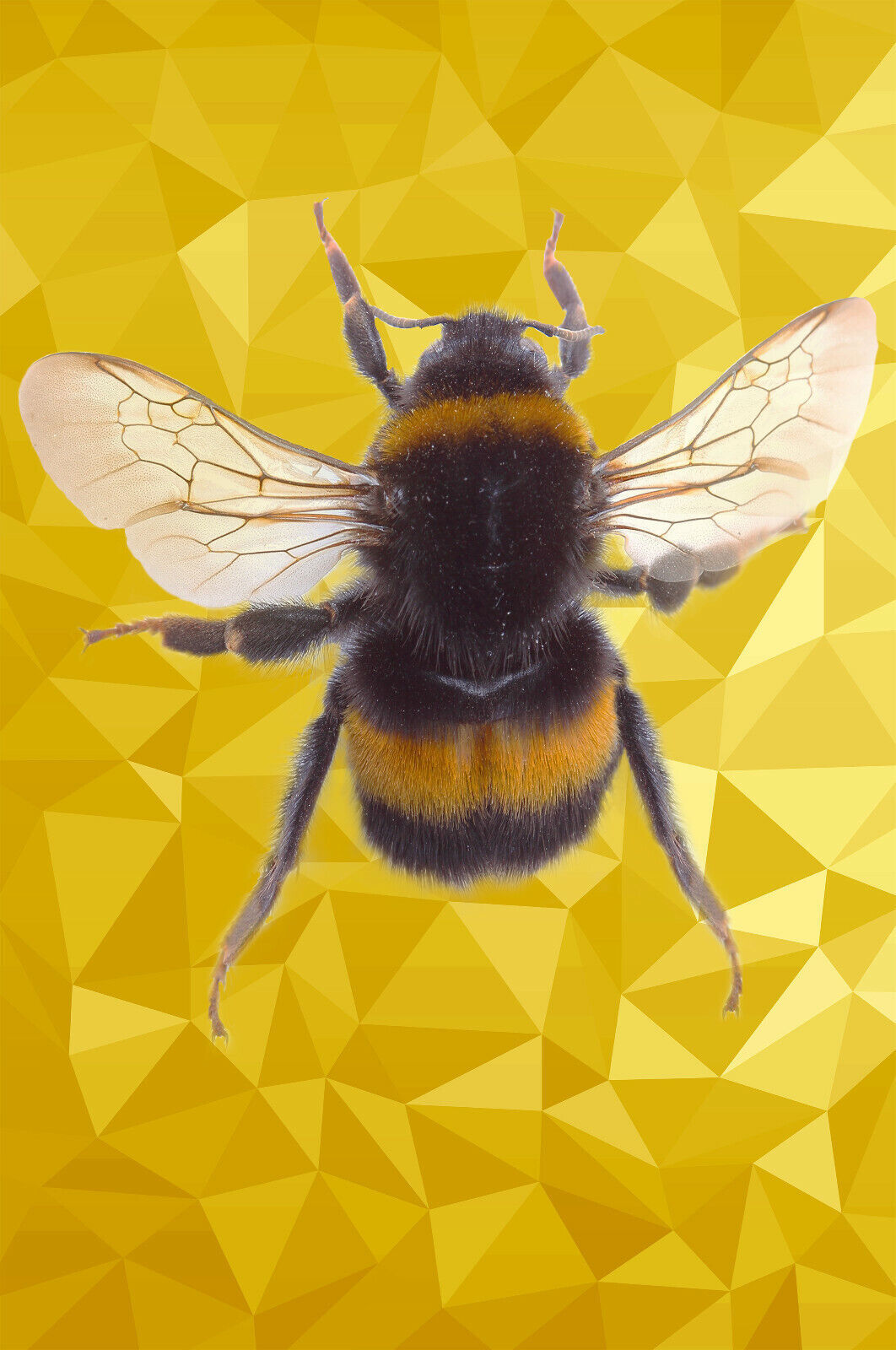 Bumble Bee Animal Abstract YELLOW / MUSTARD CANVAS WALL ART PRINT PICTURE