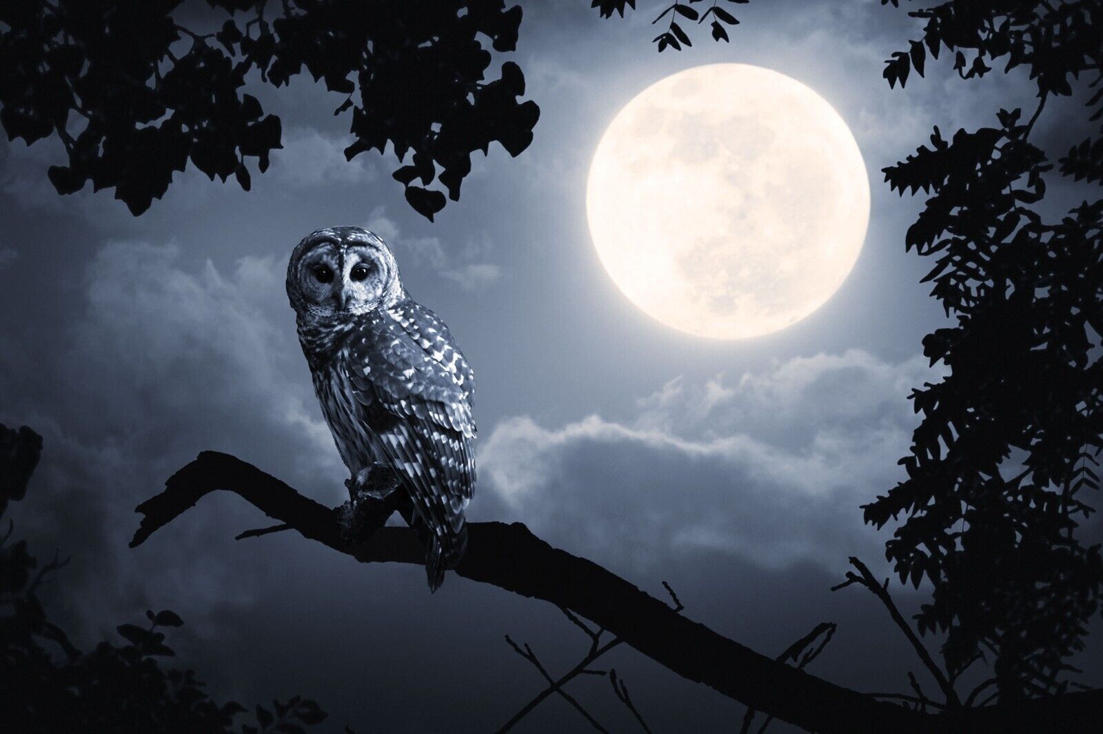 OWL ILLUMINATED BY FULL MOON  Canvas Wall Art Picture Print