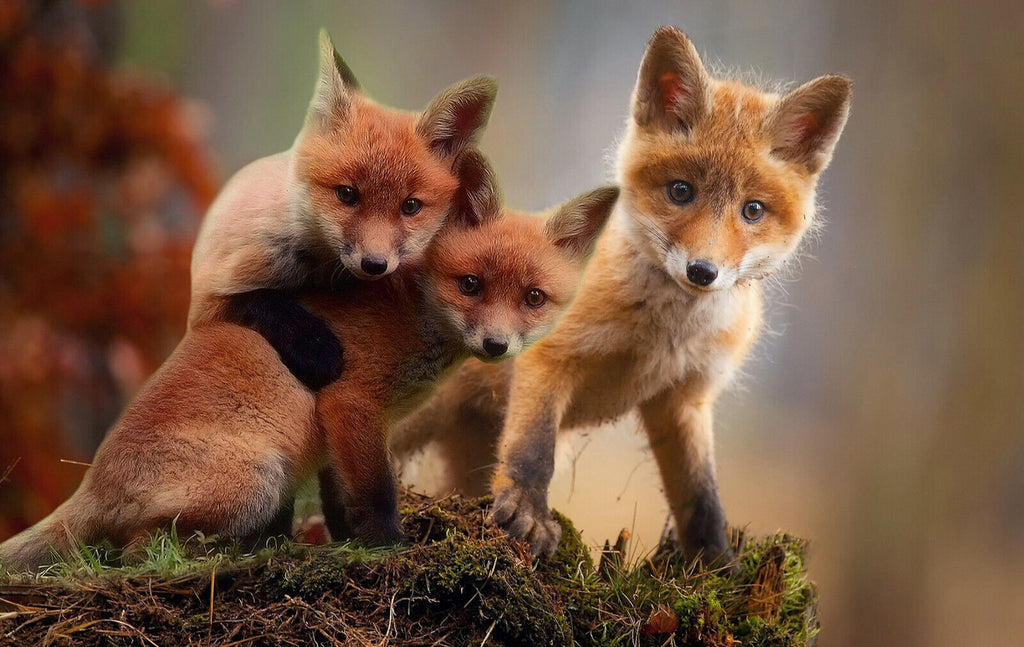 Cute Fox Cubs in Wildlife Autumn Canvas wall art print picture