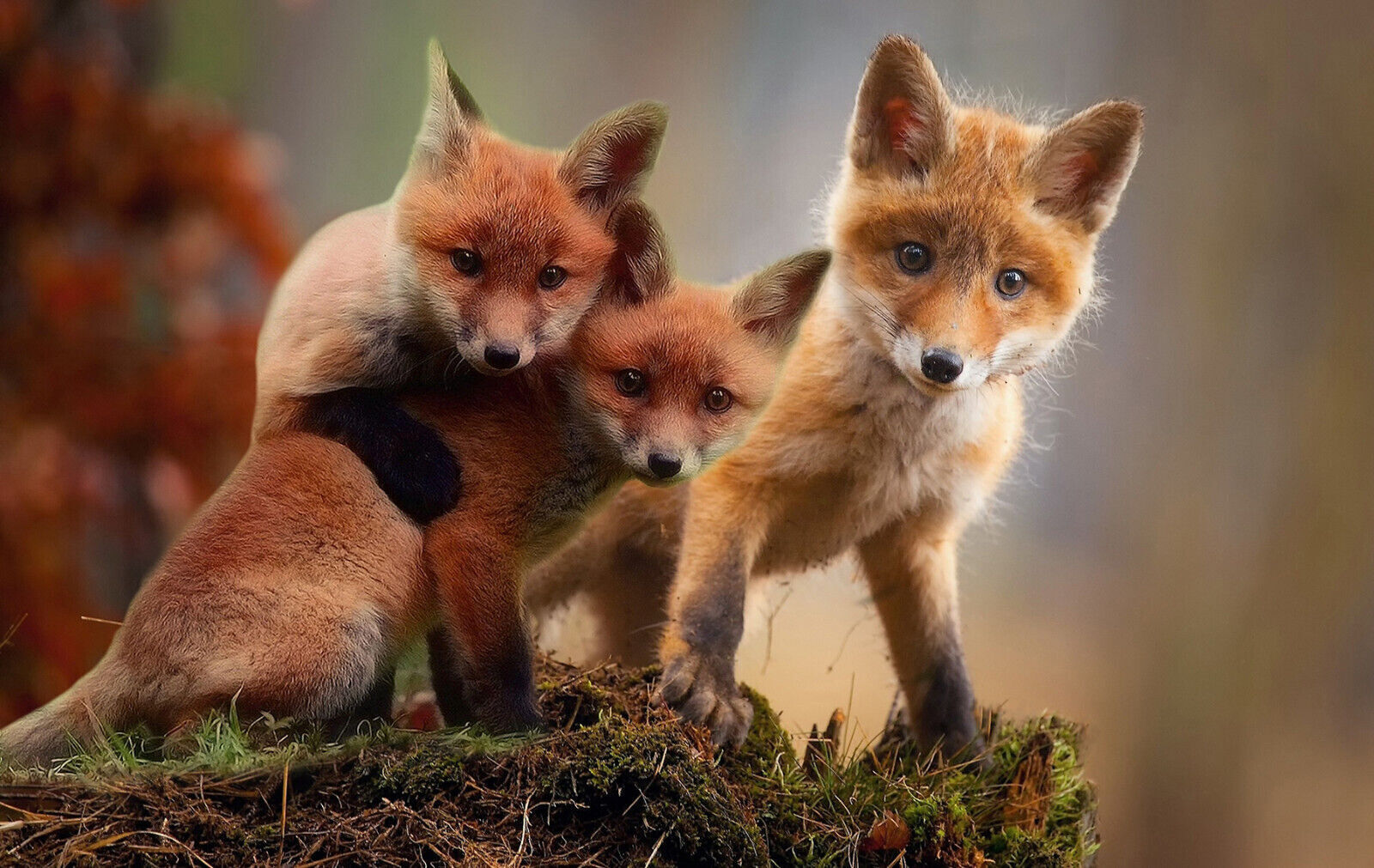 Cute Fox Cubs in Wildlife Autumn Canvas wall art print picture