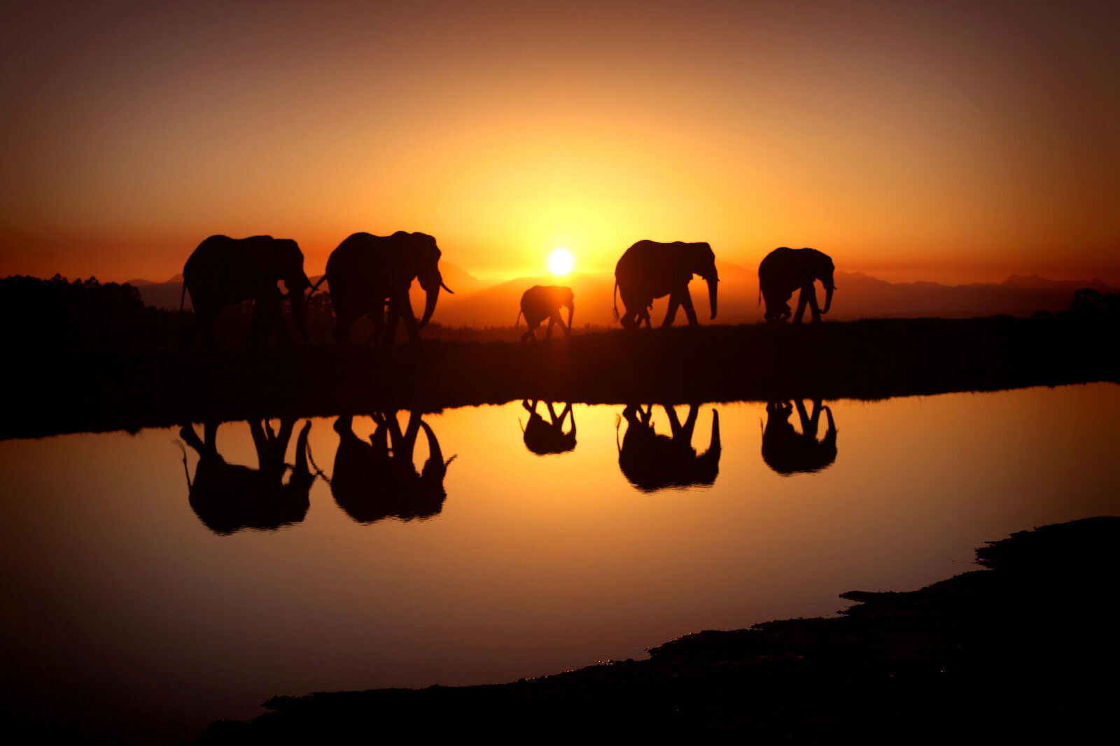Large Elephants Sunrise - Cotton Canvas Wall Art Picture Print- ALL SIZES