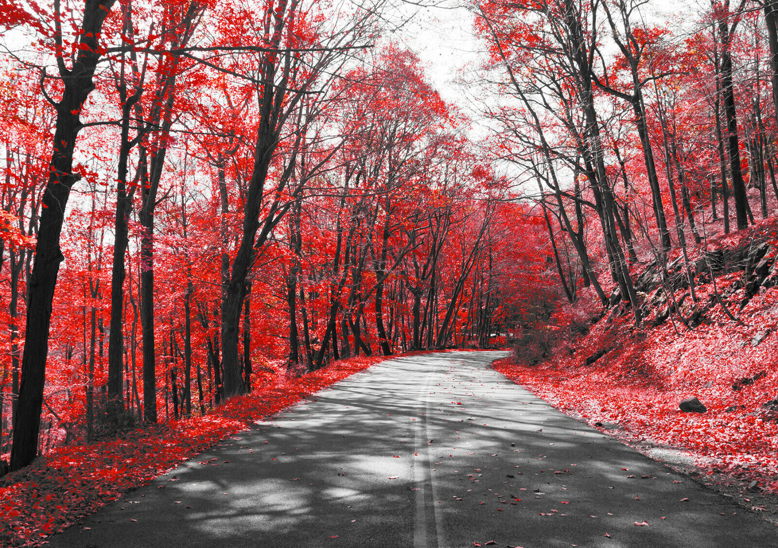 Red Trees Lined Road Landscape Canvas Wall Art Picture Print