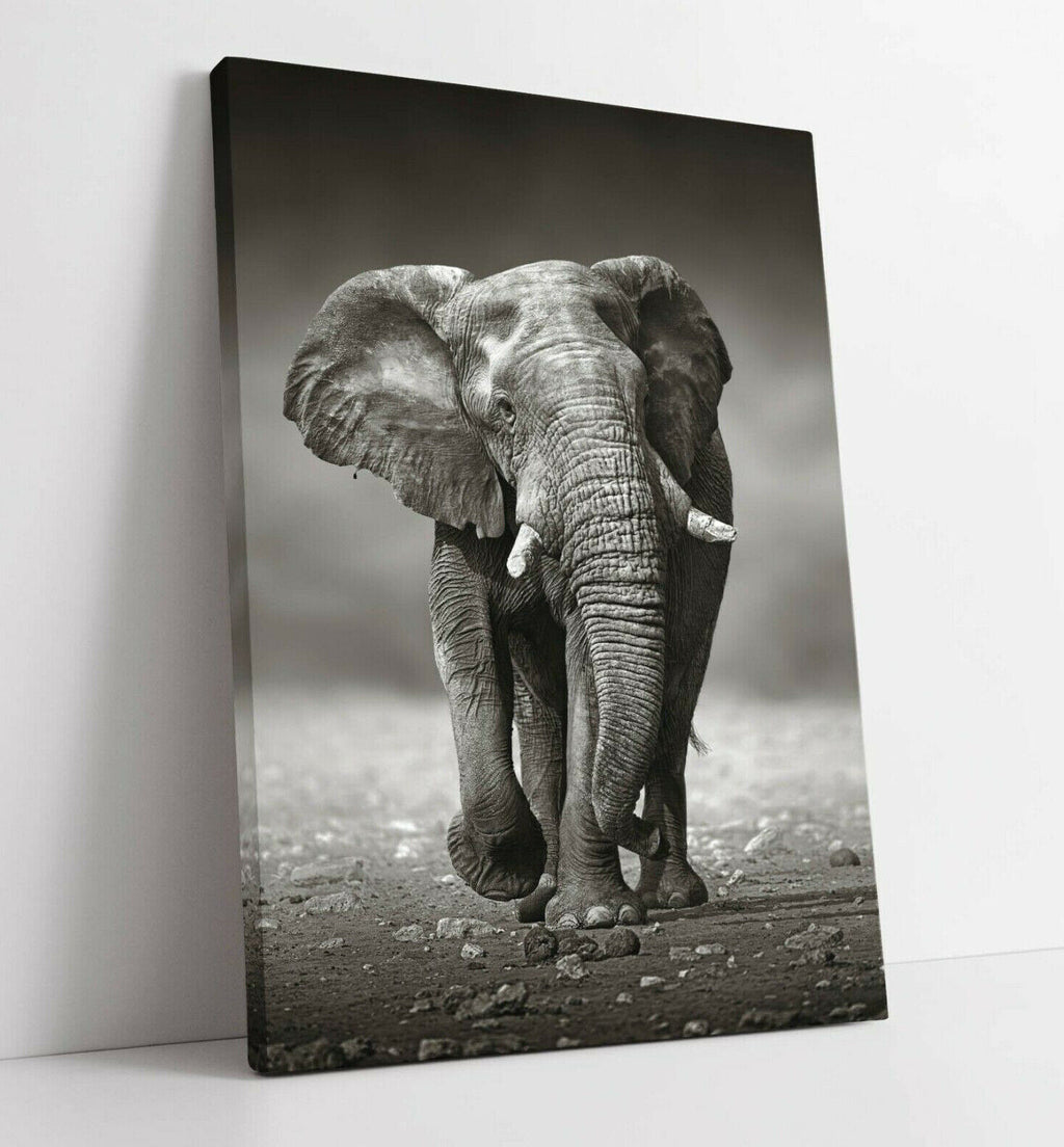 Elephant in Safari Black And White Canvas Wall Art Picture Print