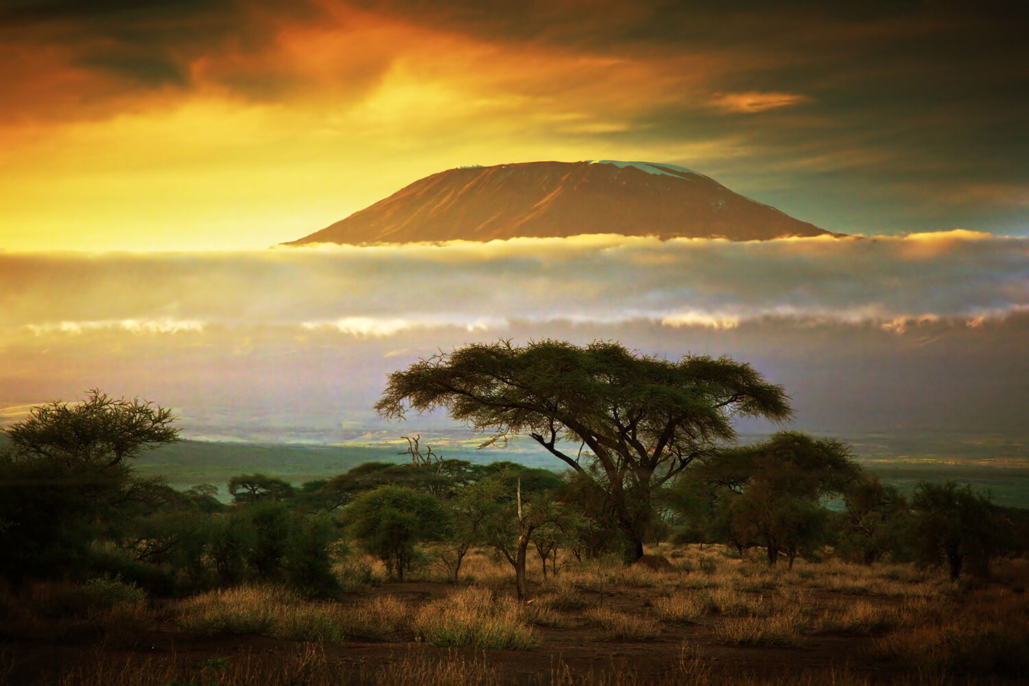 Kilimanjaro African sunset - Cotton Canvas Wall Art Picture Print - ALL SIZES