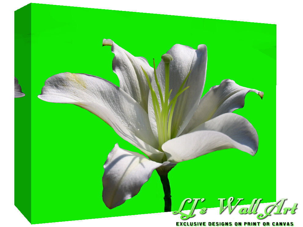 White Lily Flower - Lime back- Cotton Canvas Wall Art Picture Print - ALL SIZES