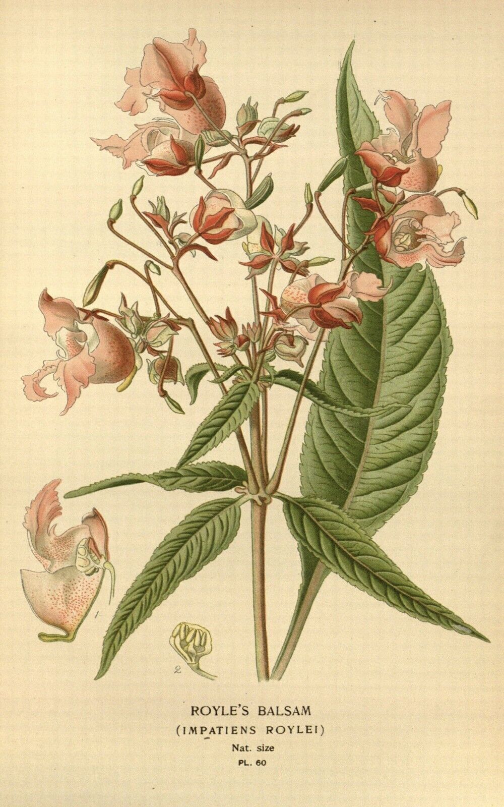 Vintage Royles Balsam Floral Flowers Illustration CANVAS WALL ART Picture Print