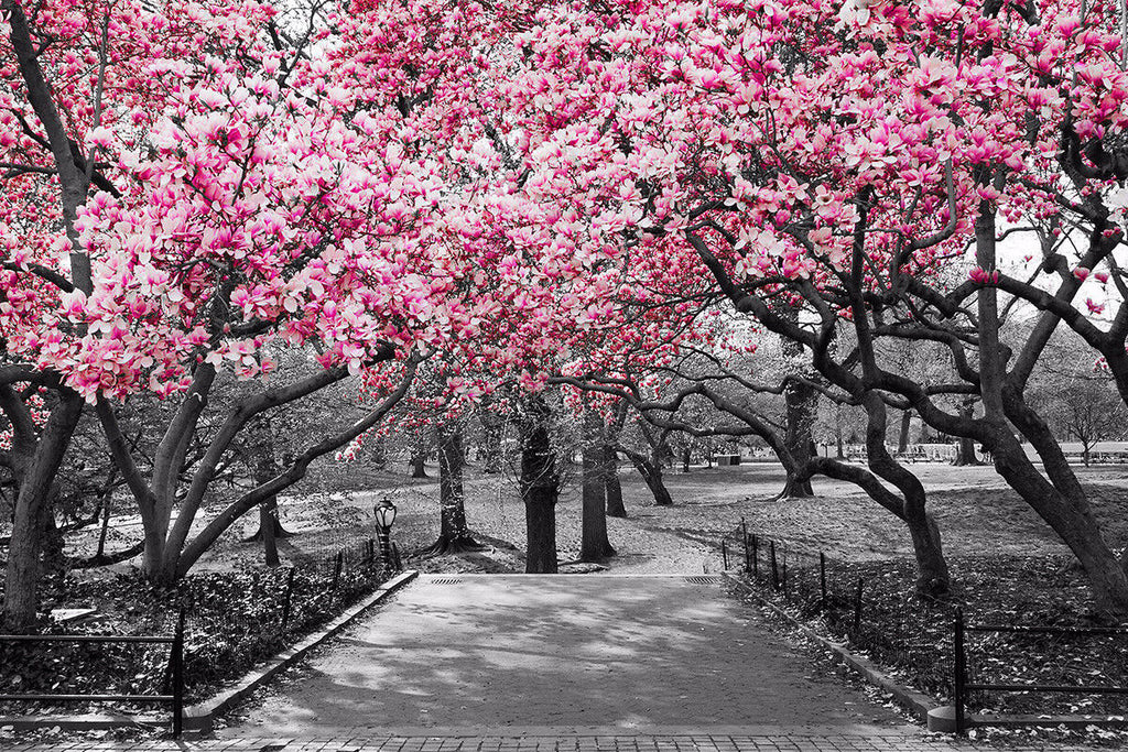 Black & White Wall Art Pink Blossoms Trees Canvas Wall Art Picture Print