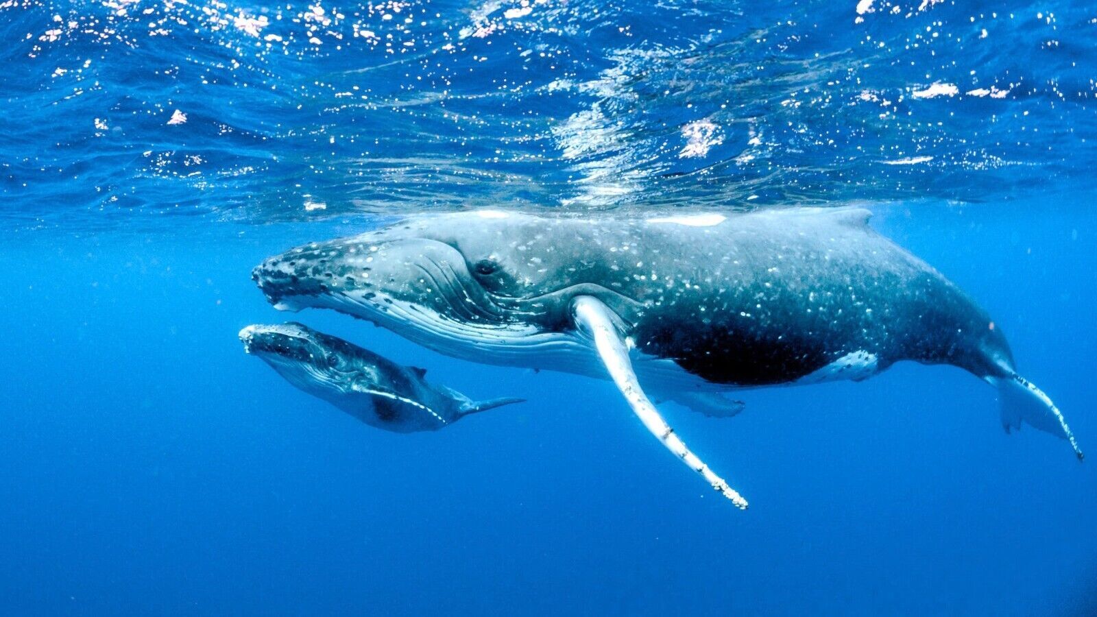 Humpback Whale and Calf Bathroom Blue Canvas Wall Art Picture Print