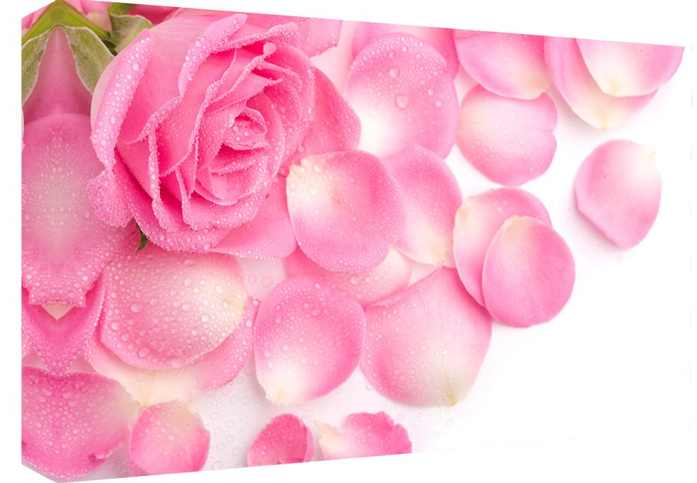 LARGE PINK ROSES & RAINDROPS  Canvas Wall Art Picture Print