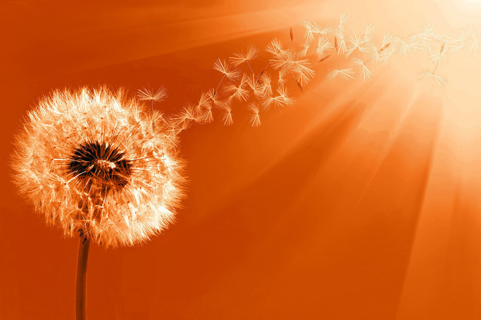 Orange Dandelion Blowing into Sunlight Canvas Wall Art Picture Print