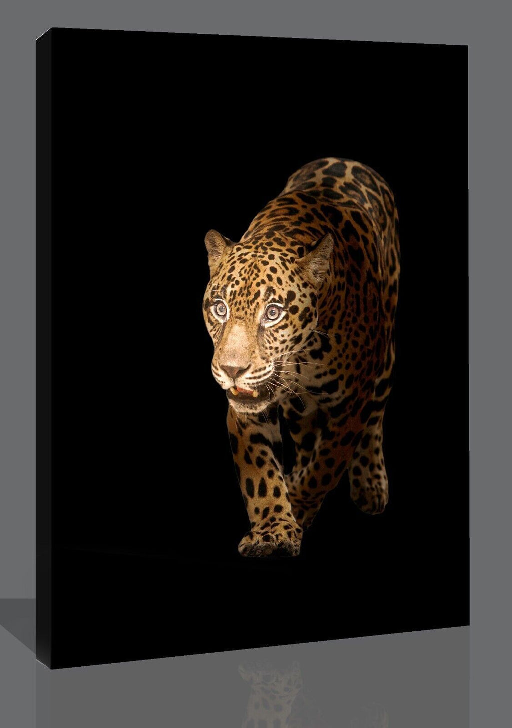 Jaguar in dark black background Canvas Wall Art Picture Print
