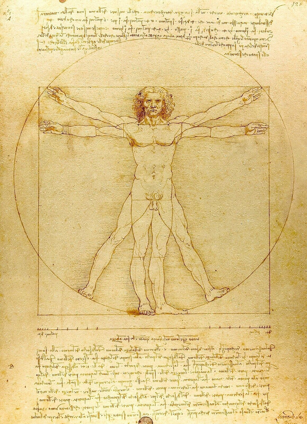 Vitruvian Man By Leonardo Da Vinci Canvas Print Wall Art Picture