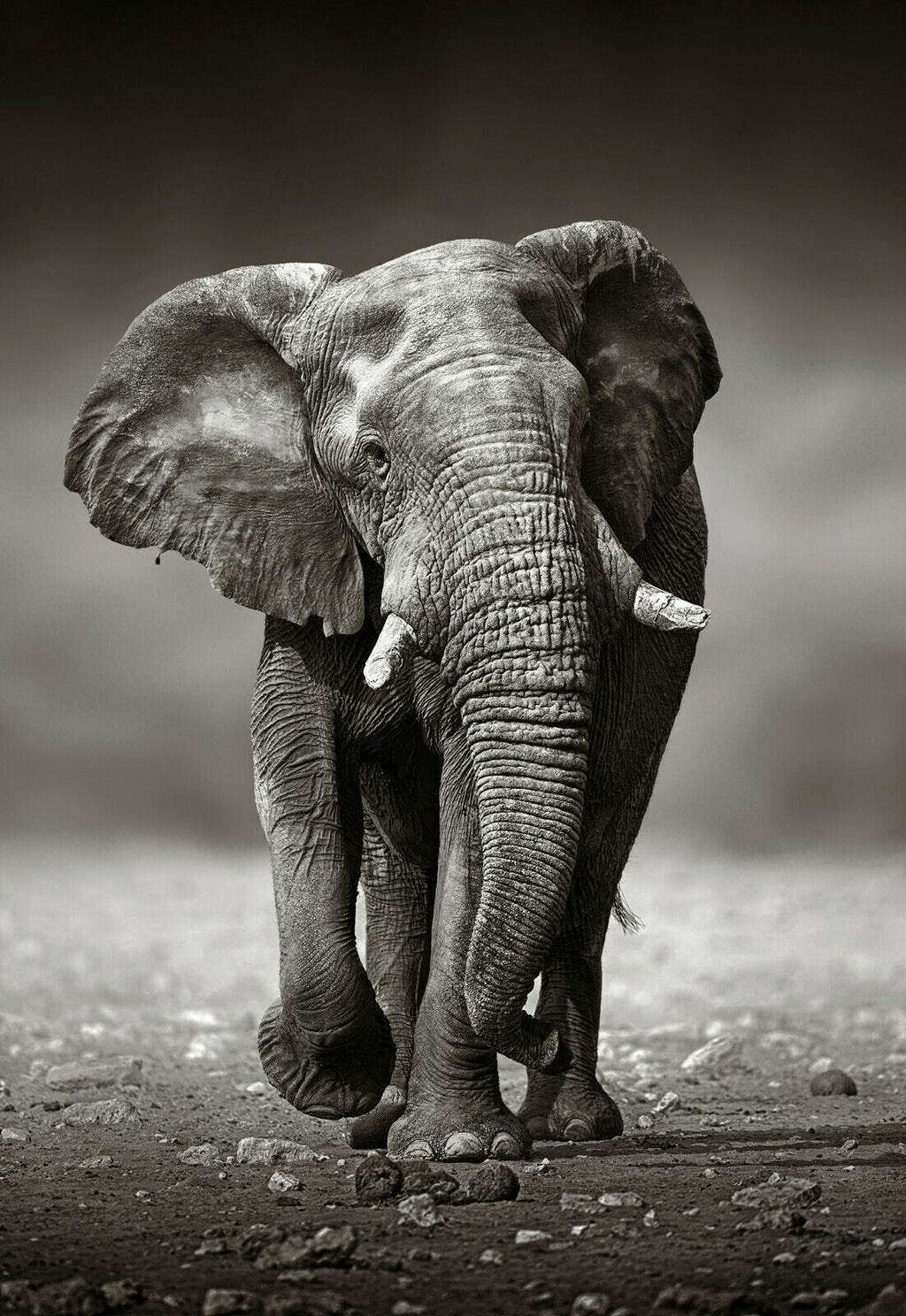 Elephant in Safari Black And White Canvas Wall Art Picture Print
