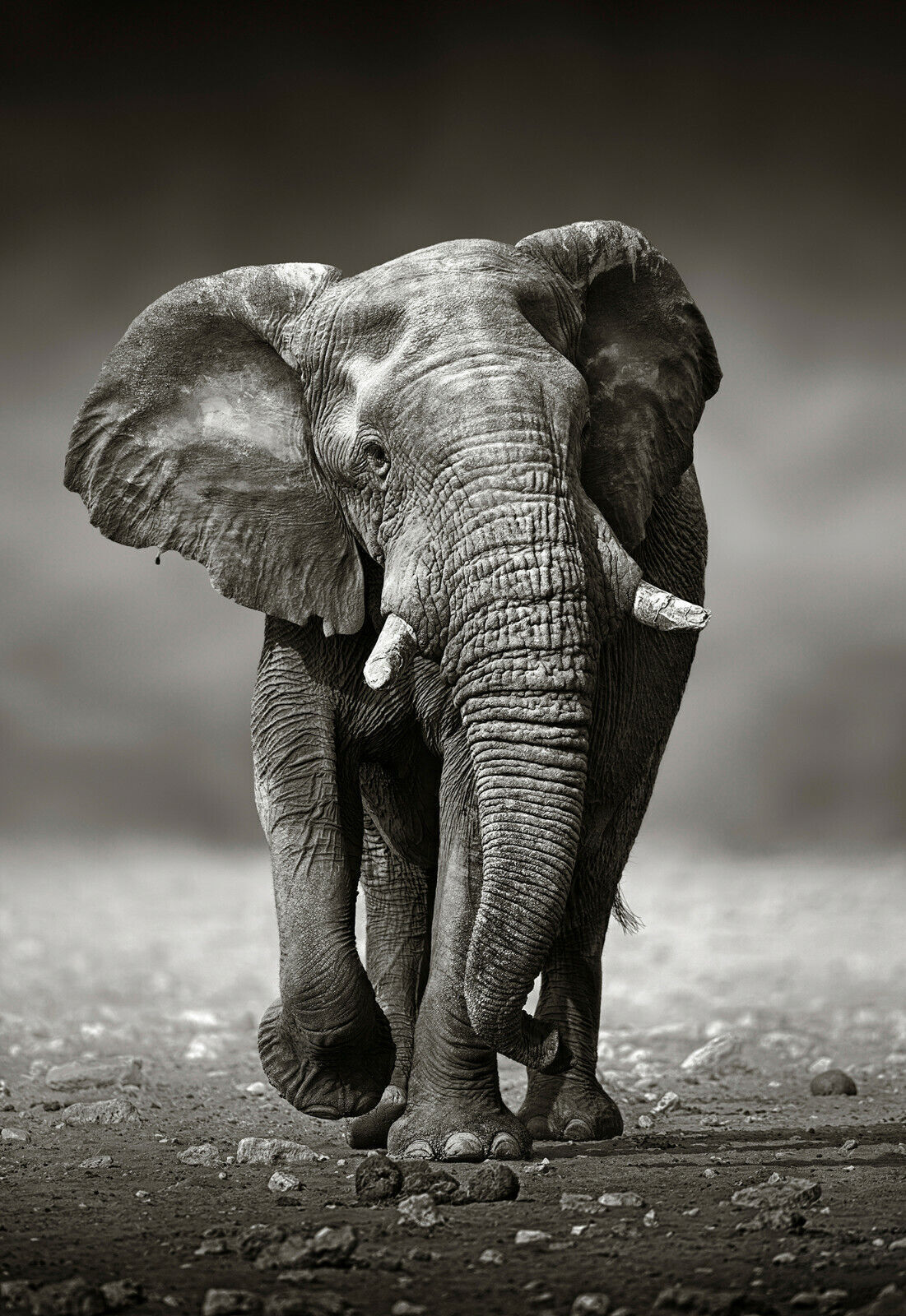 Elephant in Safari Black And White Canvas Wall Art Picture Print