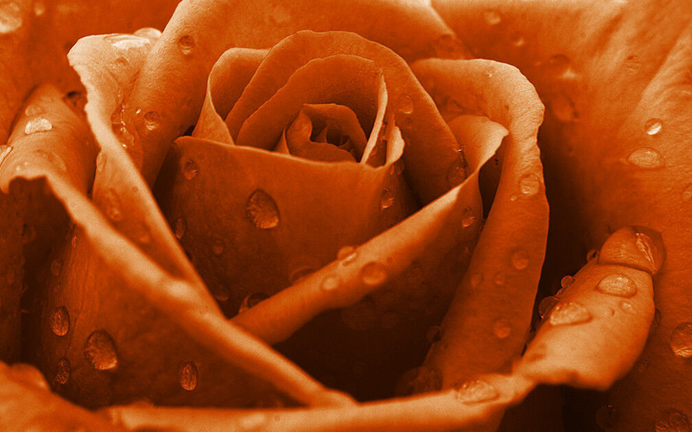 Orange Rose Flower with Raindrops Canvas Wall Art Print 100% cotton A1, A2, A0 +