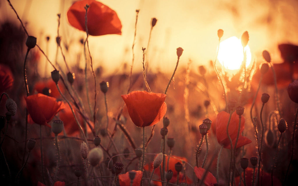Poppy Flowers in Sunset Cotton Canvas Wall Art Picture Print - A1, A2 sizes