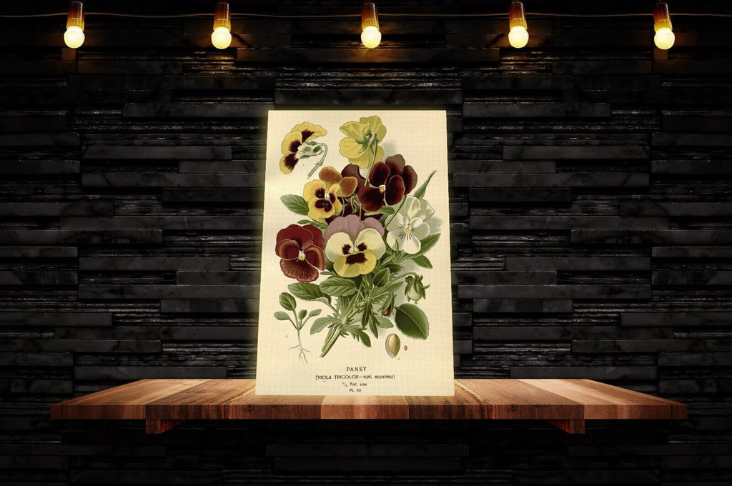 Vintage Pansy Floral Flowers Illustration CANVAS WALL ART Picture Print