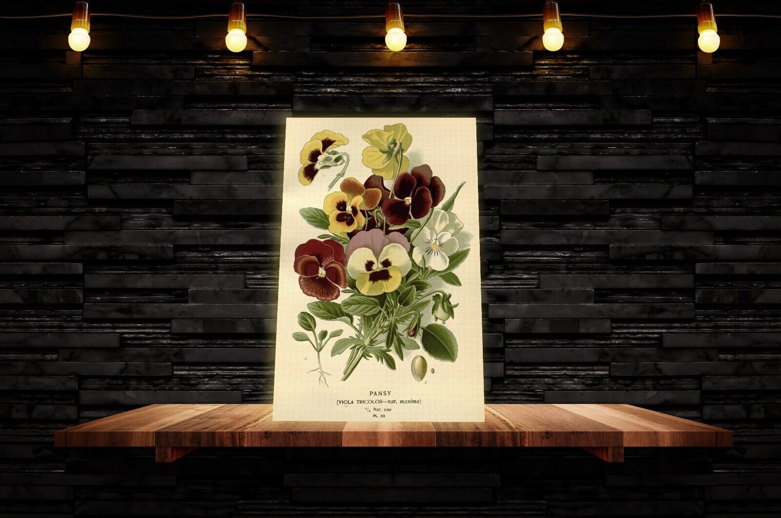 Vintage Pansy Floral Flowers Illustration CANVAS WALL ART Picture Print