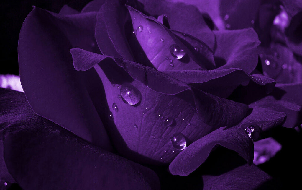 Close up Dark Purple Flower with raindrops Canvas Wall Art Picture Print