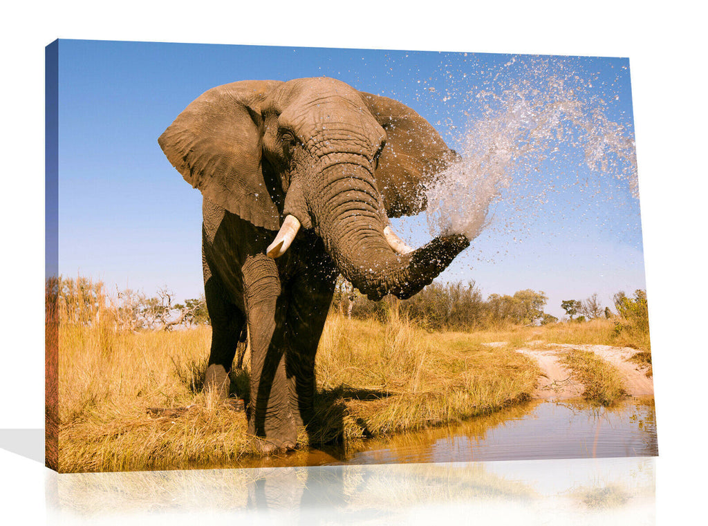 Elephant in Safari Splashing in Water Canvas Wall Art Picture Print