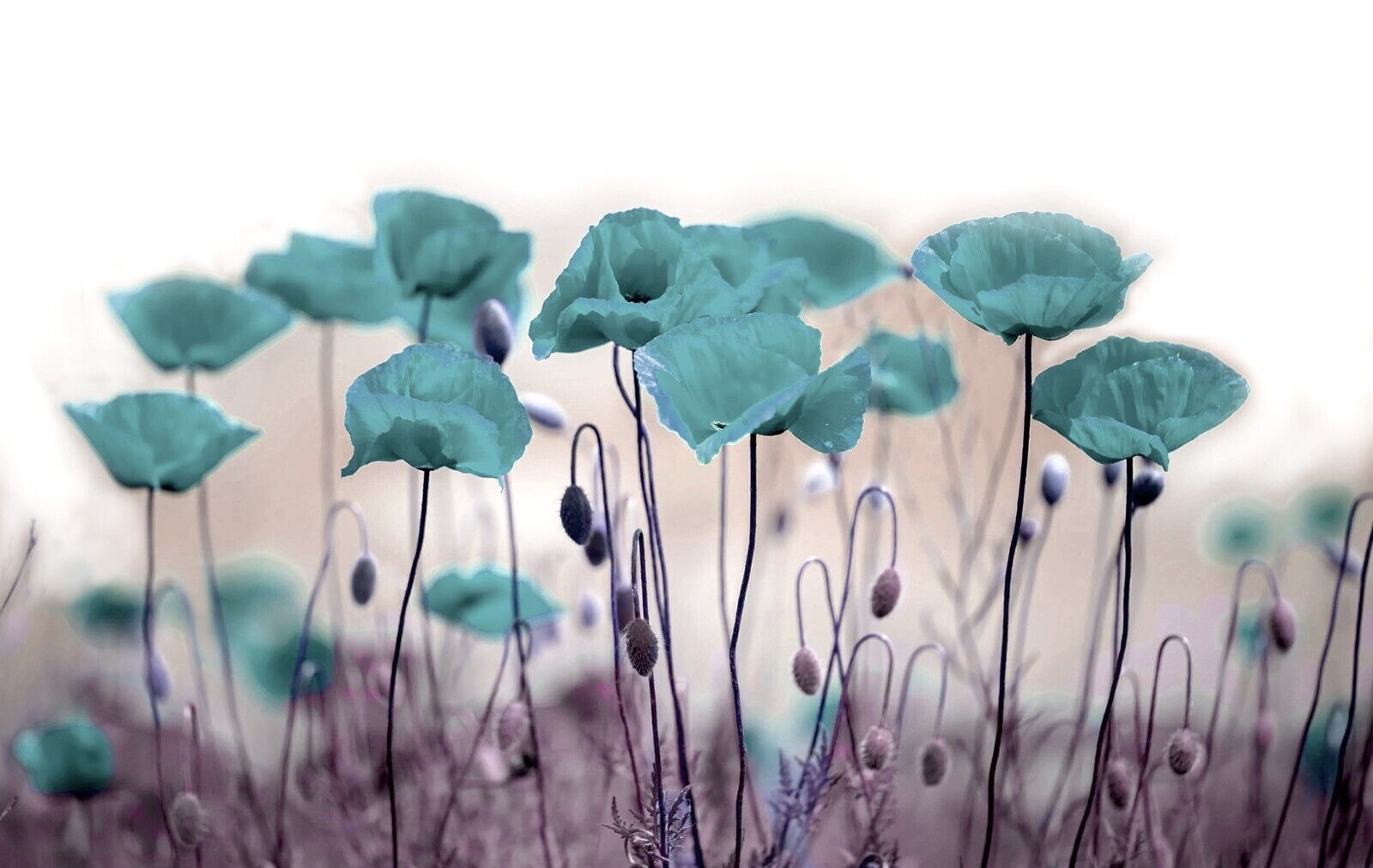 Abstract Duck Egg Blue Poppies Flowers CANVAS WALL ART Picture Print