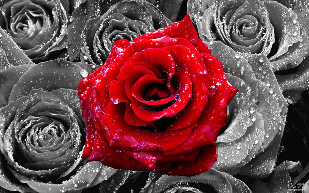 Floral Red Rose on Bed of Roses Abstract  CANVAS WALL ART Picture Print