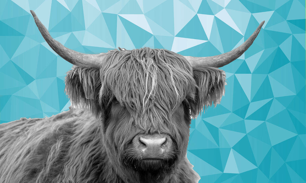HIGHLAND COW BLACK, WHITE DUCK EGG BLUE GEO CANVAS WALL ART PRINT ARTWORK