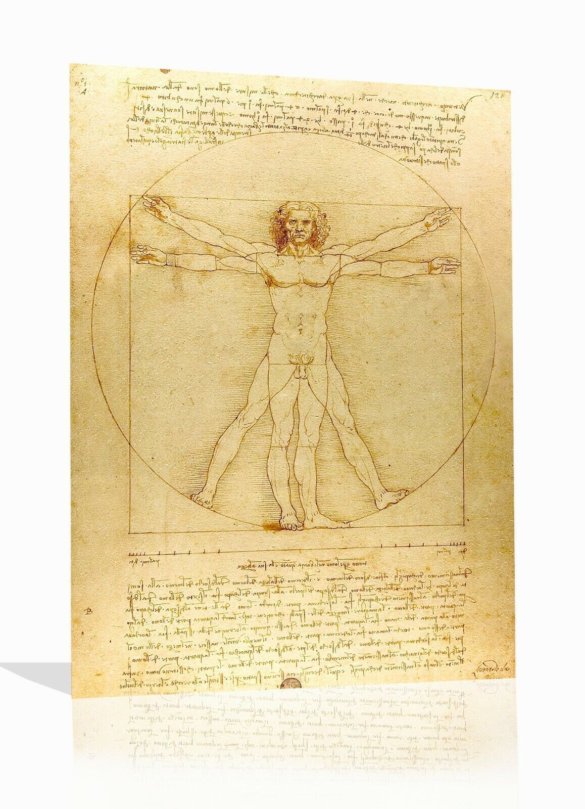 Vitruvian Man By Leonardo Da Vinci Canvas Print Wall Art Picture