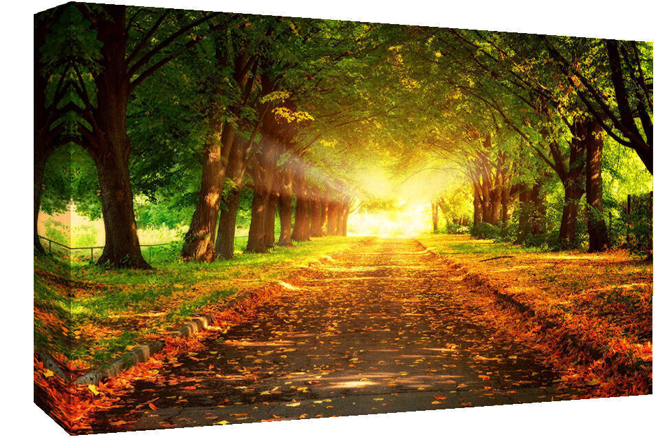 Sun Beam in Forest Landscape - Canvas Wall Art Picture Print - A0 A1 and more