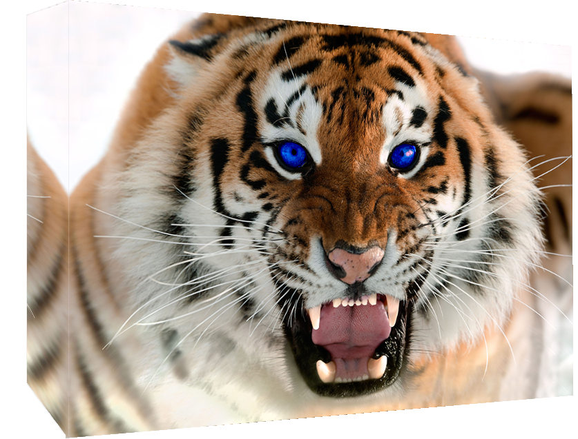 Roaring Tiger with Blue Eyes - Cotton Canvas Wall Art Picture Print- ALL SIZES