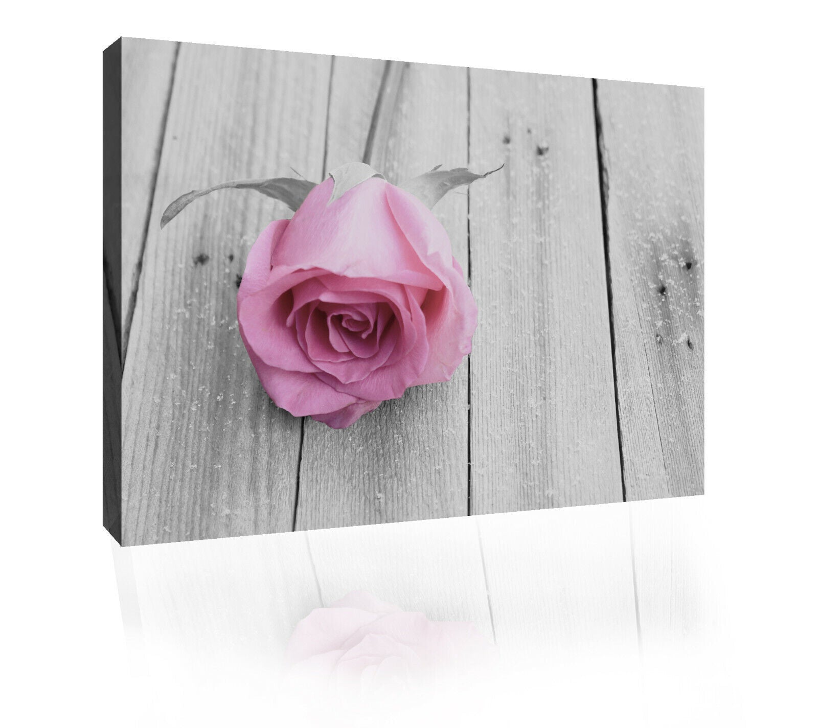 Pale pink flower rose on wood CANVAS WALL ART PRINT ARTWORK