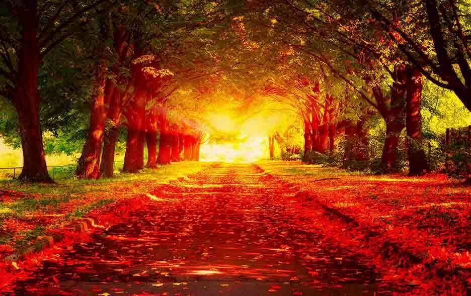 Red & Gold Forest Landscape - Canvas Wall Art Picture Print - A0 A1 and more