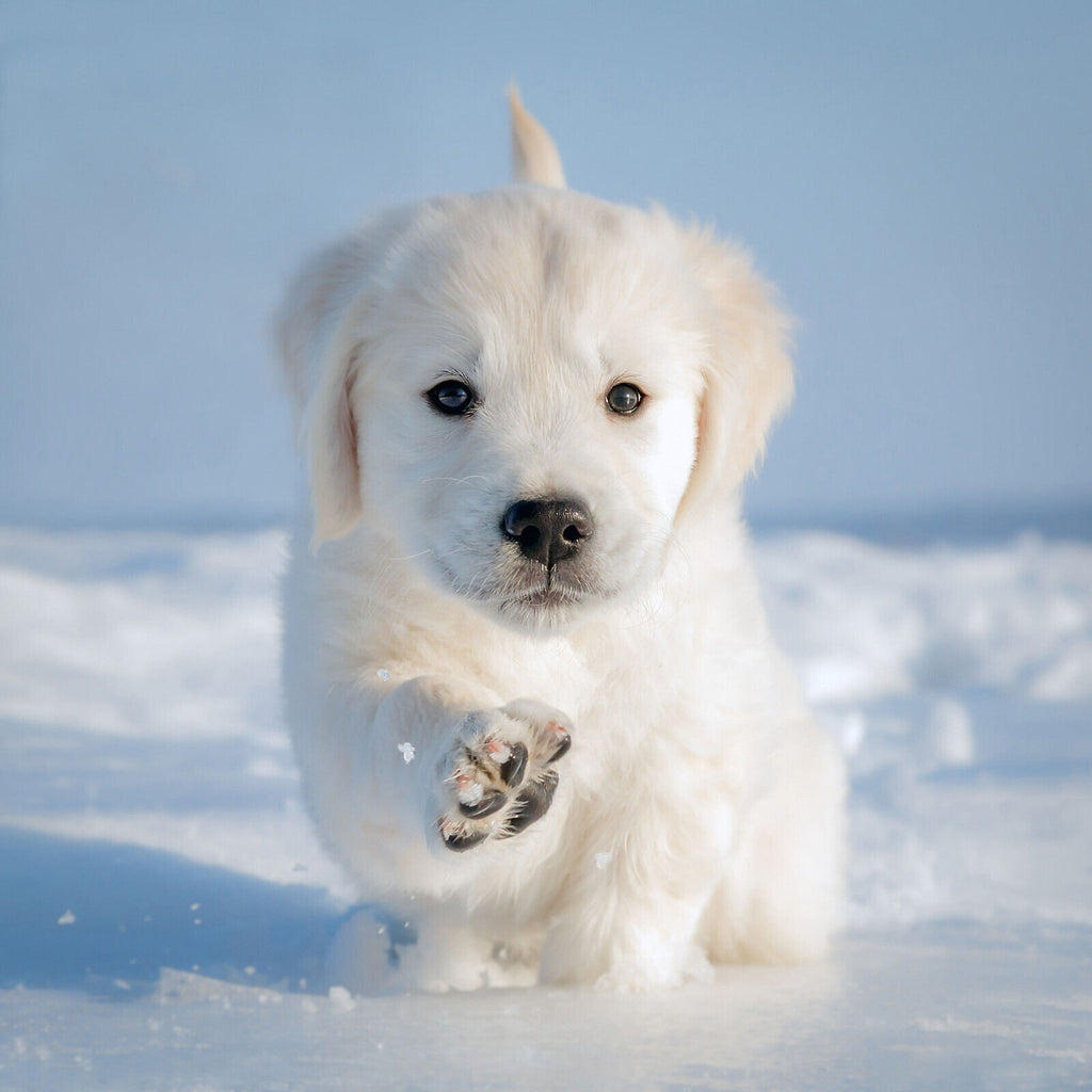 Cute Puppy in Snow Winter Canvas Wall Art Picture Print