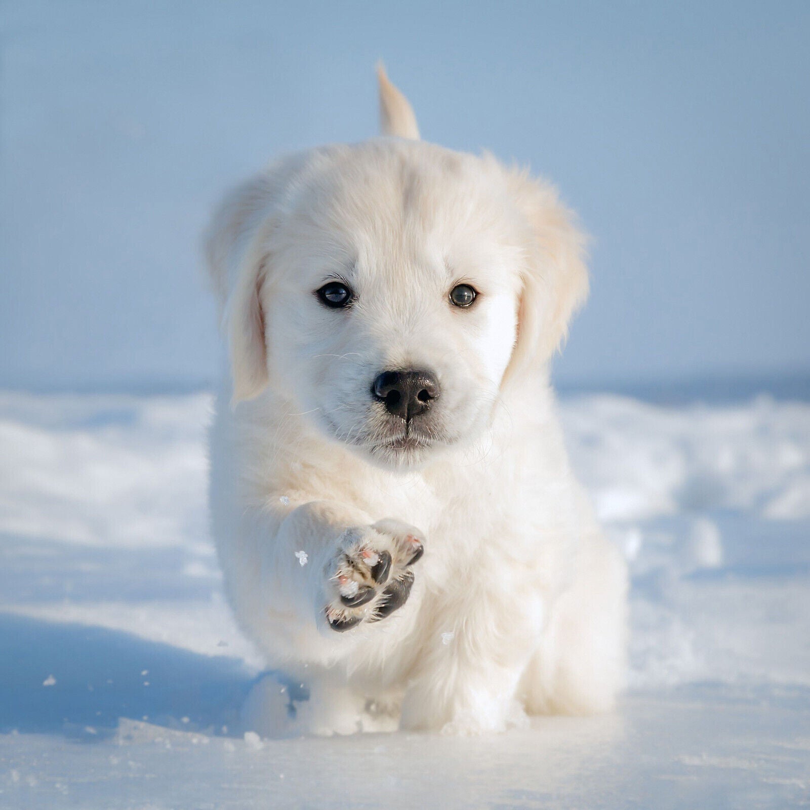 Cute Puppy in Snow Winter Canvas Wall Art Picture Print