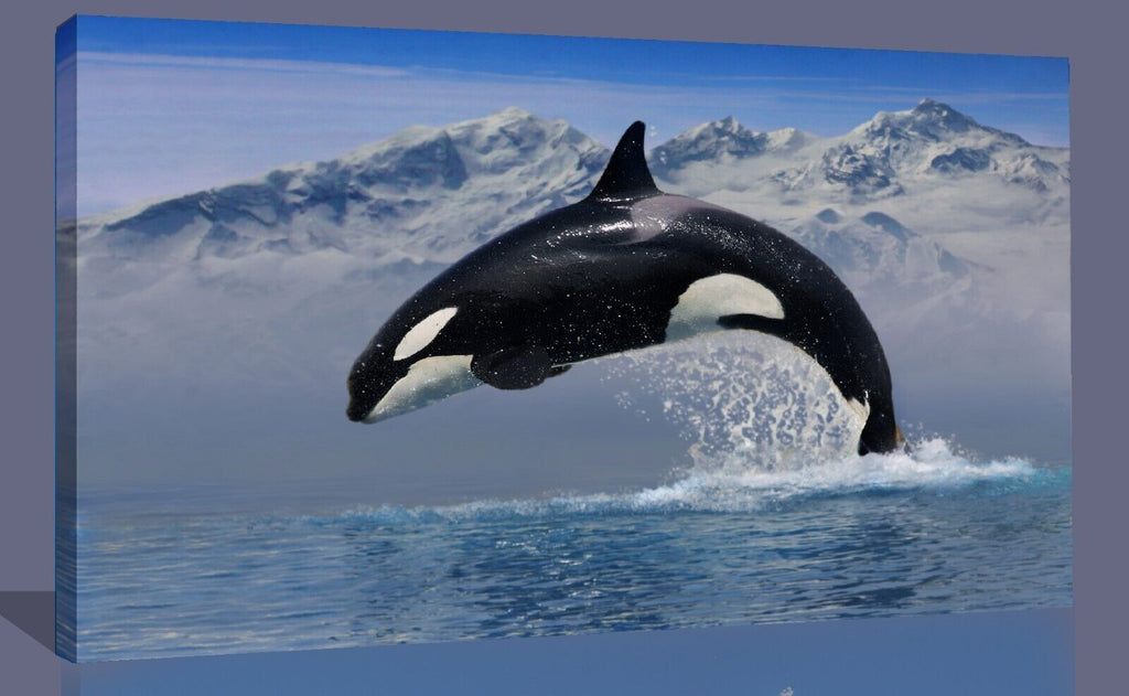 Orca Whale in Ocean Blue Canvas Wall Art Picture Print