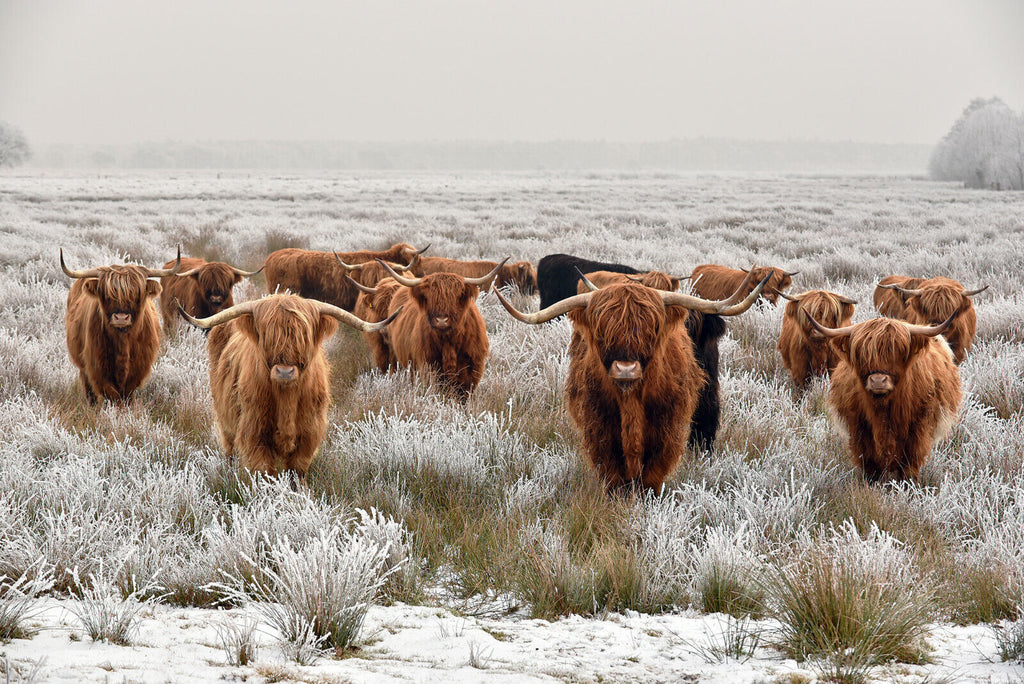 Herd Highland Cows in Winter Canvas Wall Art Picture Print - Brown grey