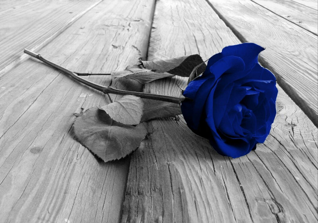 Navy Blue and Grey Rose Flower Canvas Wall Art Picture Print