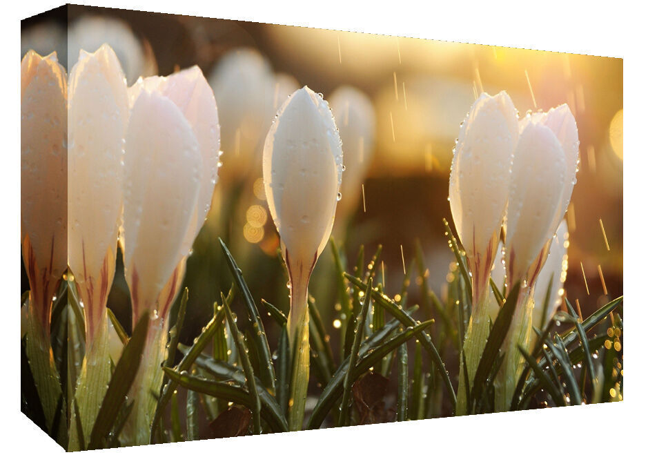 Crocus Flowers in the Rain Cotton Canvas Wall Art Picture Print - A1, A2 +sizes
