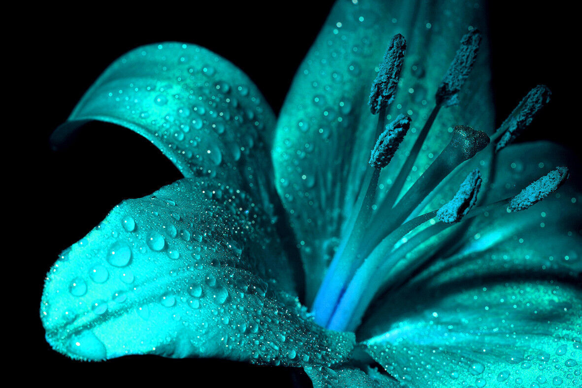 Turquoise Lily Flower Canvas Wall Art Picture Print- A4, A1, A2 sizes