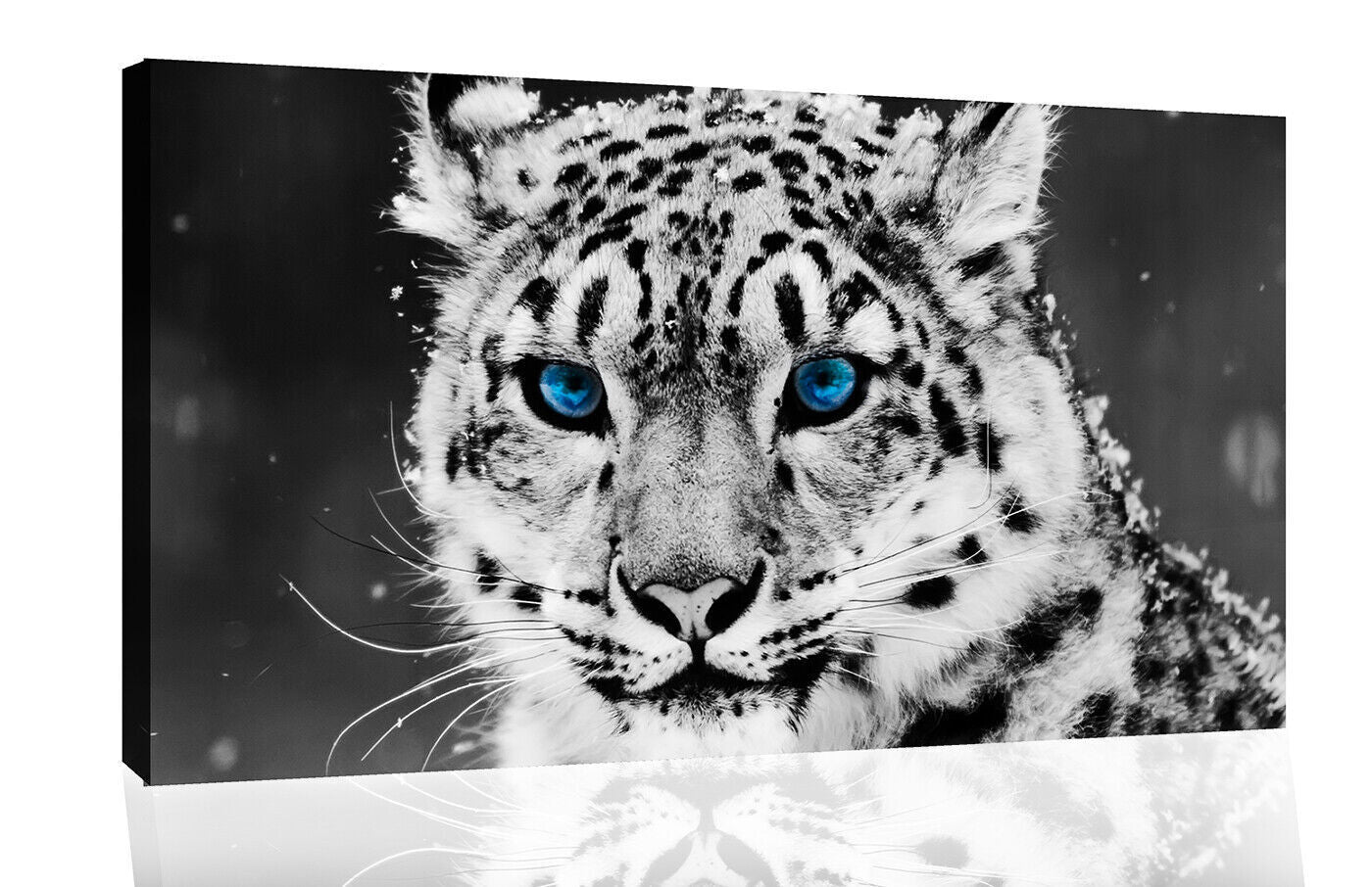 Blue Eyed Black & White Snow Leopard CANVAS WALL ART Picture Print