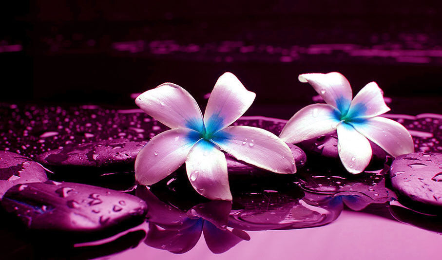 LARGE PURPLE PLUM PEBBLES IN WATER CANVAS PICTURE WALL ART A1 34" X 20"