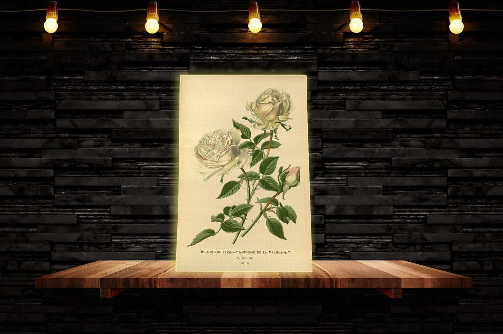 Vintage Bourbon Rose Floral Flowers Illustration CANVAS WALL ART Picture Print