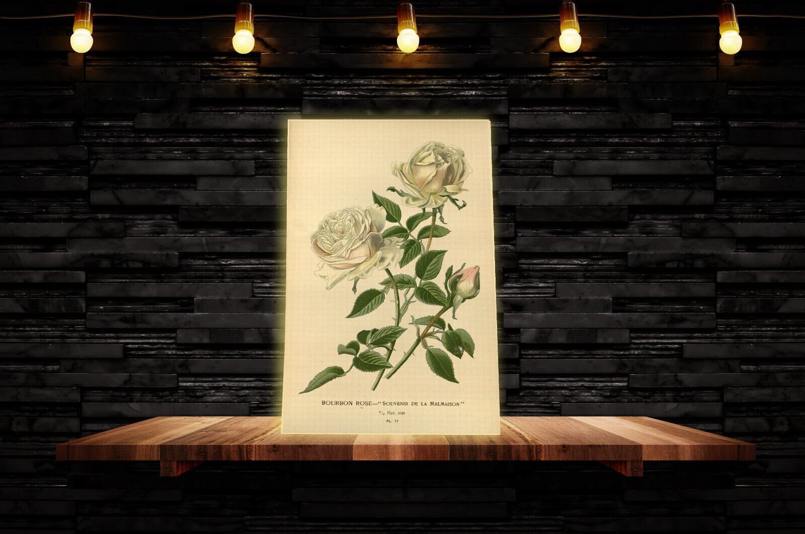 Vintage Bourbon Rose Floral Flowers Illustration CANVAS WALL ART Picture Print