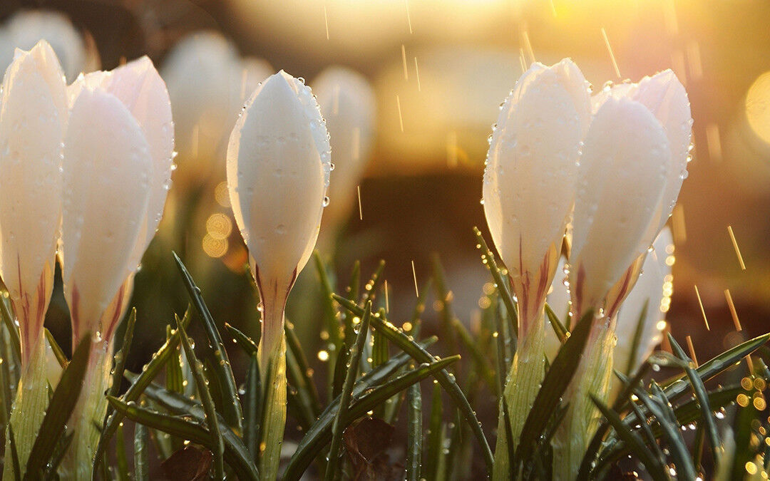 Crocus Flowers in the Rain Cotton Canvas Wall Art Picture Print - A1, A2 +sizes