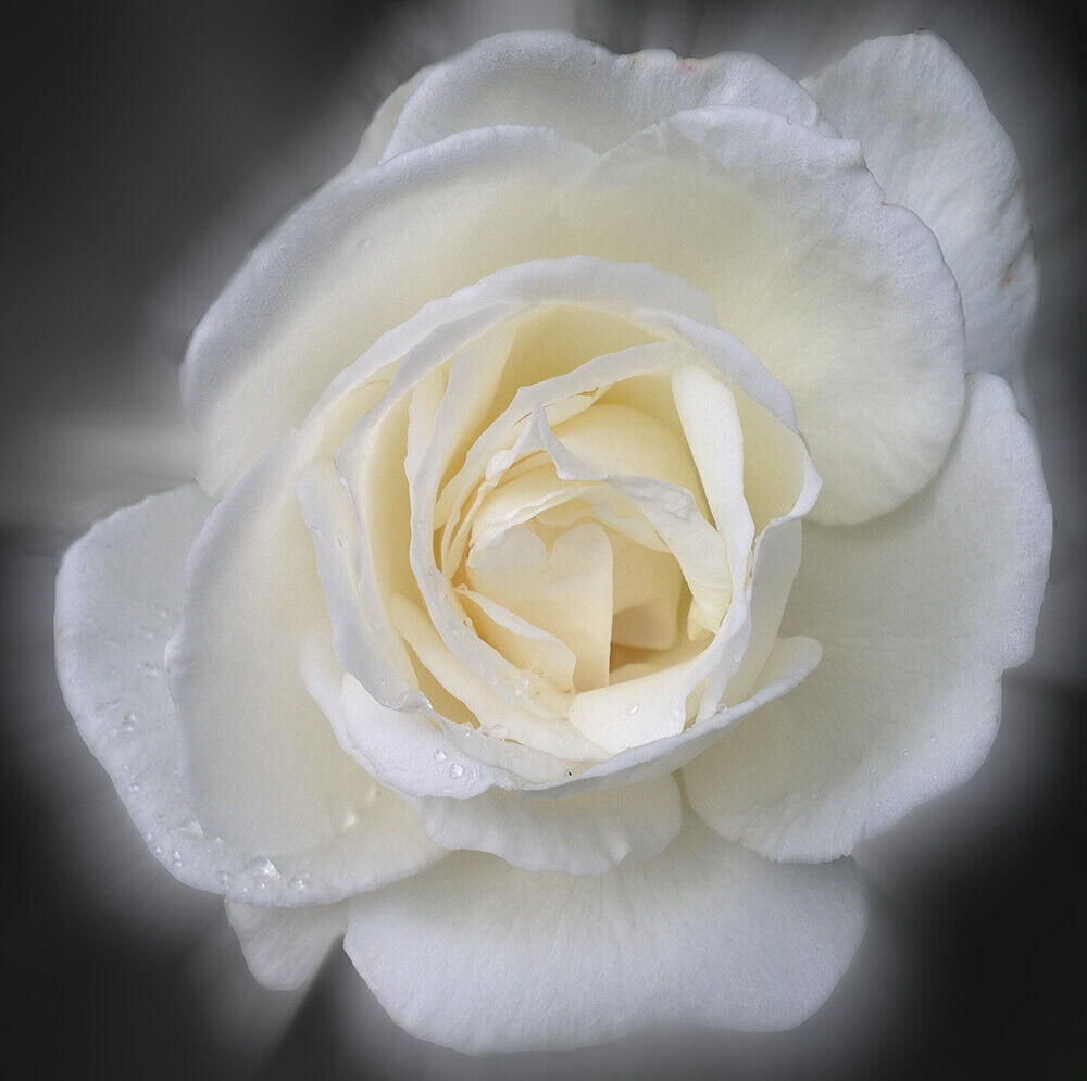 Stunning White Floral Rose Flower Canvas Wall Art Picture Print - All sizes