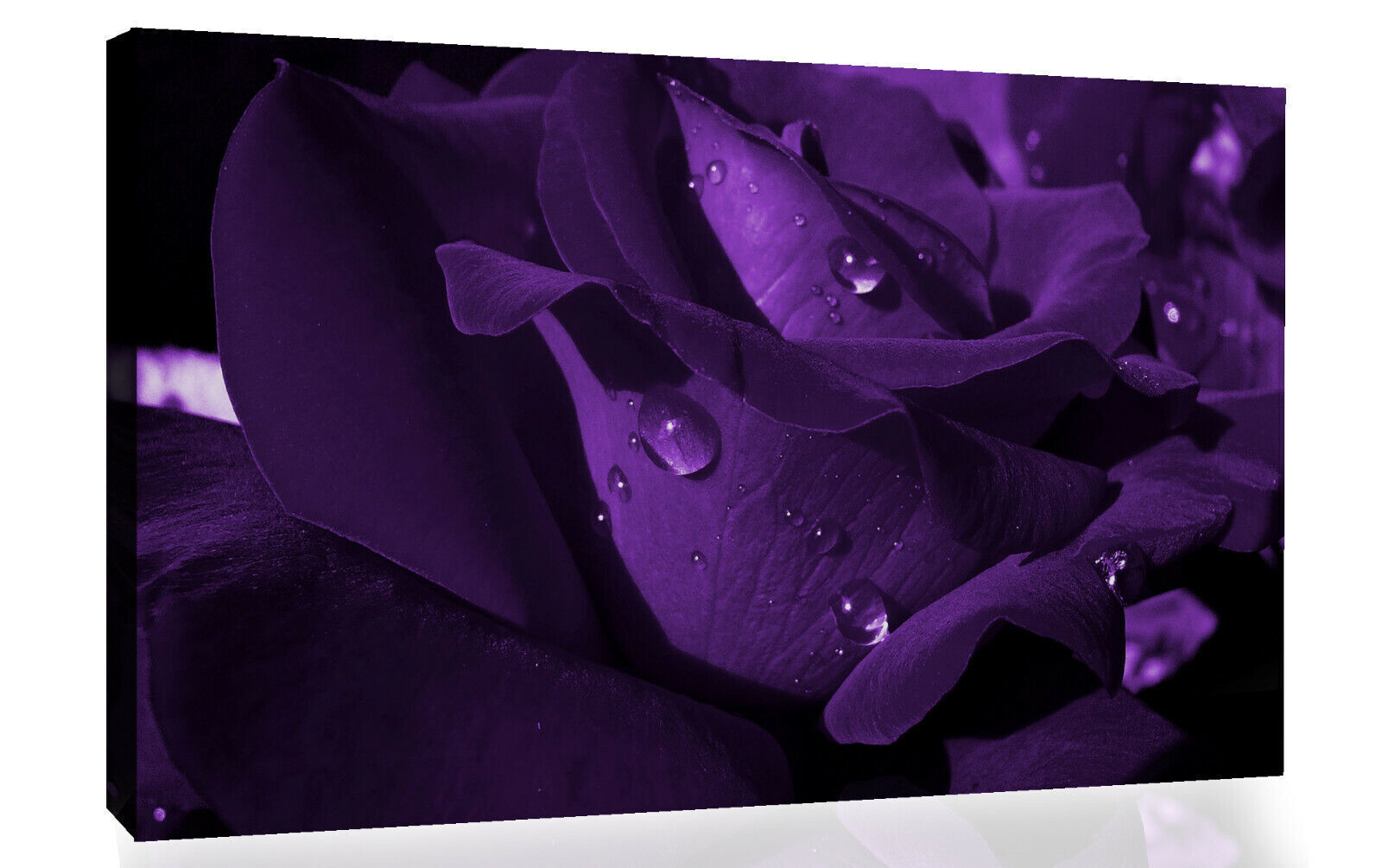 Close up Dark Purple Flower with raindrops Canvas Wall Art Picture Print