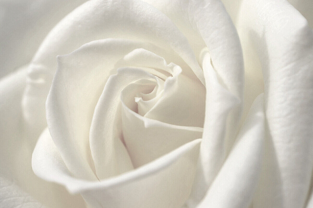 White single rose flower Canvas Wall Art Picture Print - All Sizes